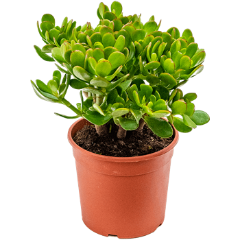Crassula ovata 5CROVBP17