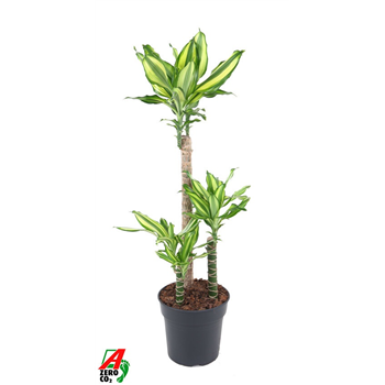 Dracena fragrans 'Diamond Dream' F00011669