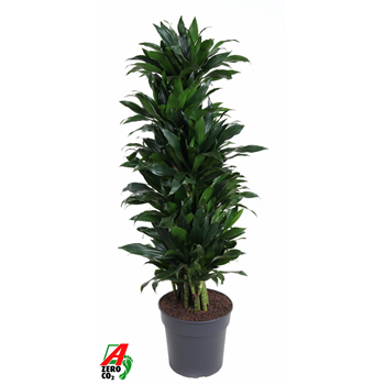 Dracena fragrans 'Green Jewel' F00011663