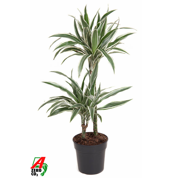Dracena fragrans 'White Stripe' F00002744