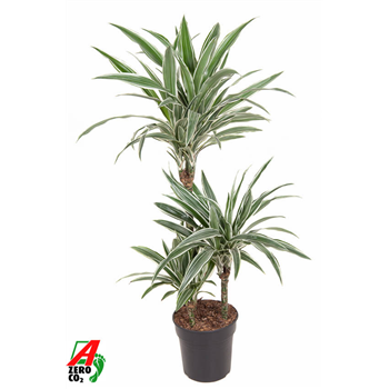 Dracena fragrans 'White Stripe' F00002745