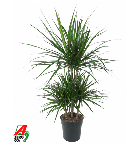 Dracena marginata F00002428