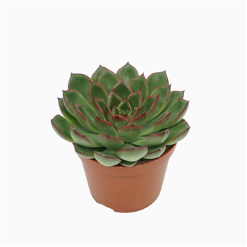 Echeveria skat F00001862