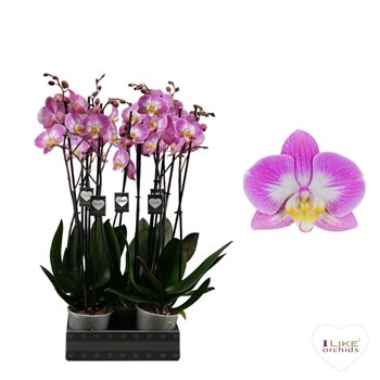 Orhideja Phalaenopsis sunca split Split - 2 stems 70cm (Quattro)16 fl  plnt 65cm 12cm Q3204