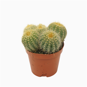Eriocactus warasii F00001564