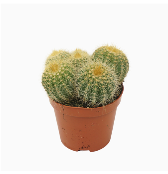 Eriocactus warasii F00001564