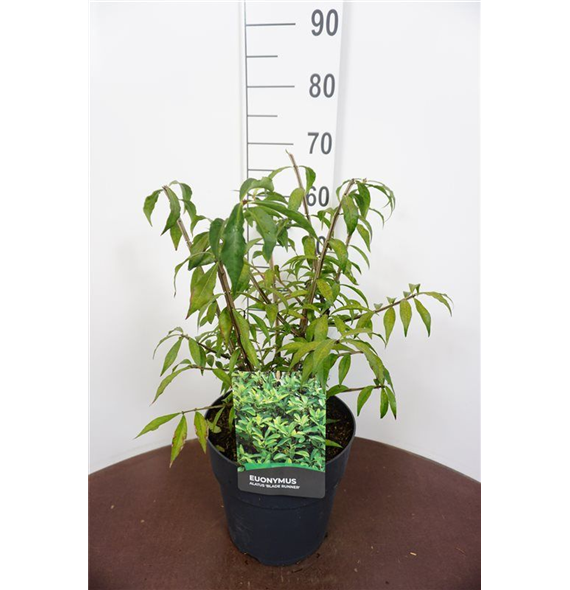 Euonymus alatus 'Blade Runner' F00011819