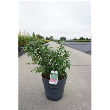 Euonymus alatus 'Compactus' F00011820