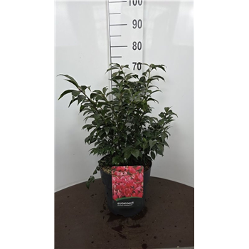 Euonymus alatus 'Compactus' F00011858