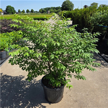 Euonymus alatus 'Compactus' F00011877