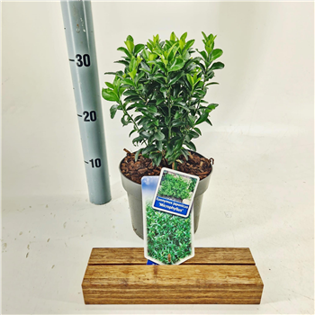 Euonymus japonicus 'Microphyllus' F00011485