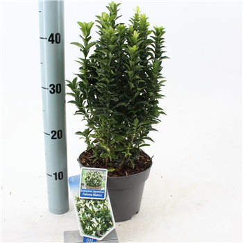Euonymus japonicus 'Paloma Blanca' F00011486