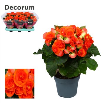 Begonija elatior du  reina oranje Decorumpp 32cm 14cm Q814
