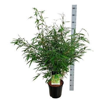 Fargesia robusta 'Tauro' F00011432