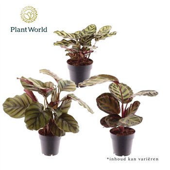 Kalateja mix mixed 30cm 14cm Q949