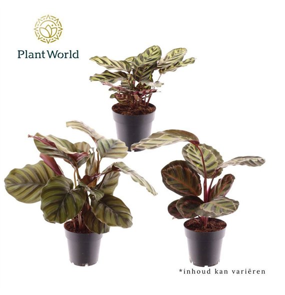 Kalateja mix mixed 30cm 14cm Q949