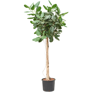 Fikus benghalensis 'Audrey' 1FIAURS28