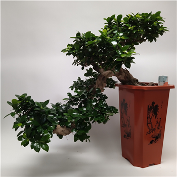 Fikus microcarpa F00011592