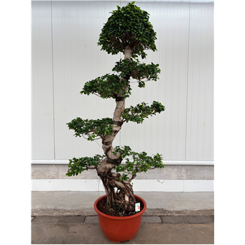 Fikus microcarpa F00011595