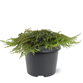 Juniperus communis 'Green Carpet' F00011544