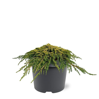 Juniperus communis 'Lemon Carpet' F00011545