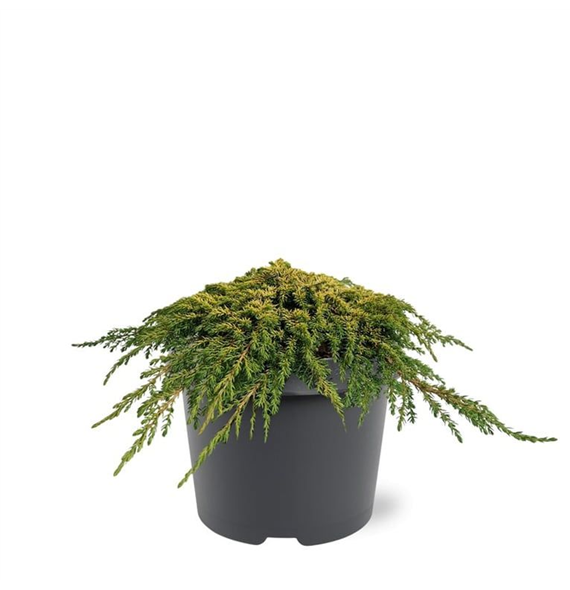 Juniperus communis 'Lemon Carpet' F00011545