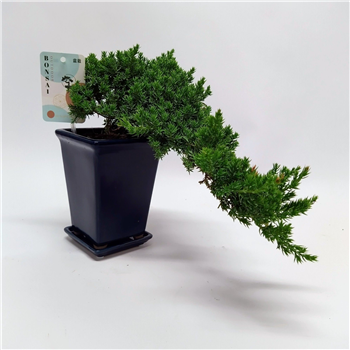 Juniperus horizontalis F00011620