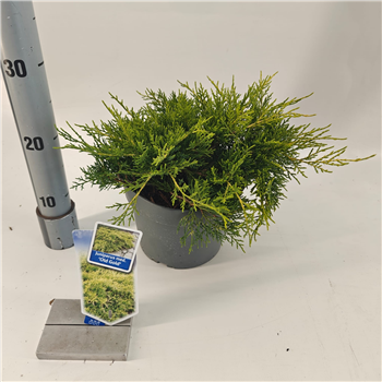 Juniperus pfitzeriana 'Old Gold' F00011499