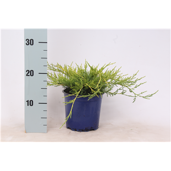 Juniperus x pfitzeriana 'Gold Coast' F00003655