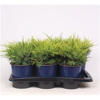 Juniperus x pfitzeriana 'Gold Coast' F00003656