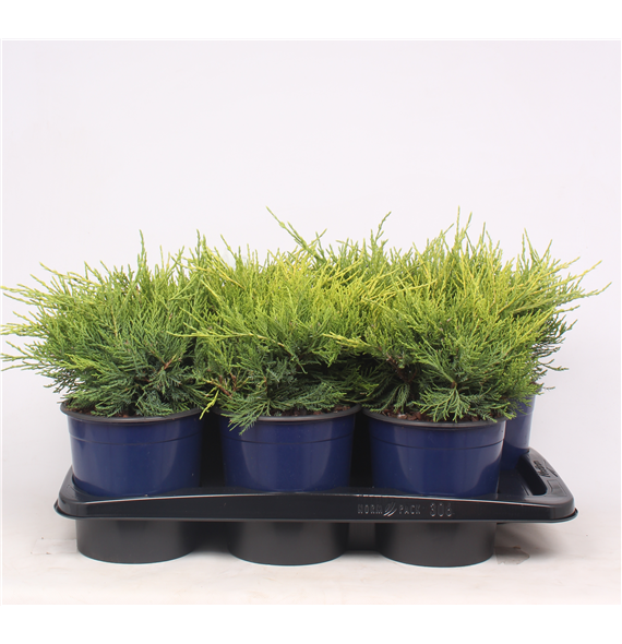 Juniperus x pfitzeriana 'Gold Coast' F00003656