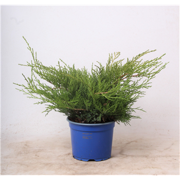 Juniperus x pfitzeriana 'Old Gold' F00003578