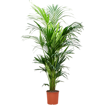 Kentia (Palma Hovea) forsteriana 4HOFOBX02