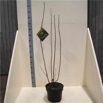 Koelreuteria paniculata F00011463