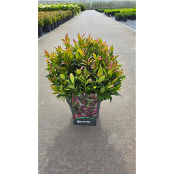 Leucothoe axillaris 'Zeblid' F00006754