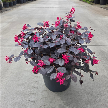 Loropetalum chinense 'Rouge de la Marjorie' F00011894