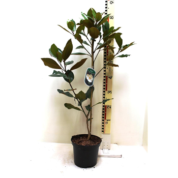 Magnolia grandiflora 'Little Gem' F00011459