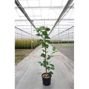 Magnolia grandiflora 'Red As Red' F00011737