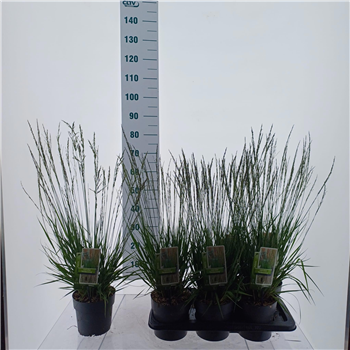 Molinia caerulea 'Heidezwerg' F00011506