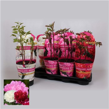 Paeonia mix 14 CM C2 Mix Longlife 40cm 14cm Q2174