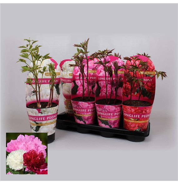 Paeonia mix 14 CM C2 Mix Longlife 40cm 14cm Q2174