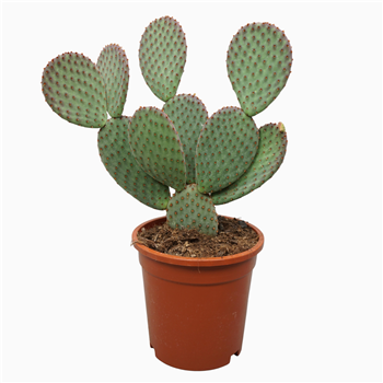 Opuntia macrocalyx F00002679