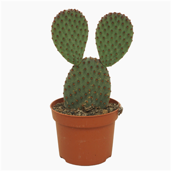 Opuntia microdasys F00001765