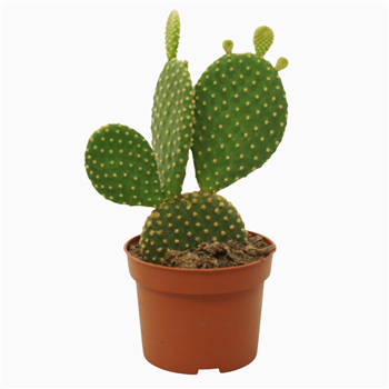 Opuntia microdasys var pallida F00001729