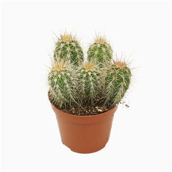 Pachycereus pringlei F00001577