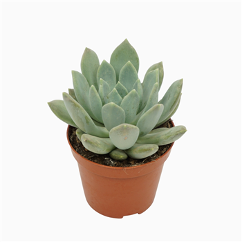 Pachyphytum 'Corvus' F00001299