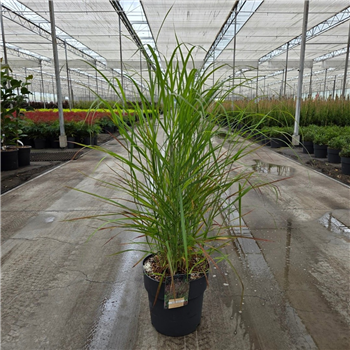 Panicum virgatum 'Rotstrahlbusch' F00011885