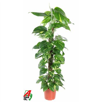 Epipremnum pinnatum mosstok Pinnatum Mosstok4 pp 100cm 21cm Q2543