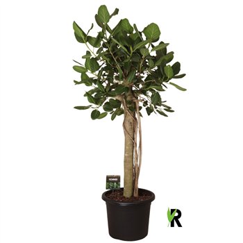 Fikus benghalensis audrey bengh  Audrey XL on stem 1 pp stems plnt 180cm 45cm Q2663
