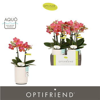 Orhideja Phalaenopsis 'Gwen' F00011155